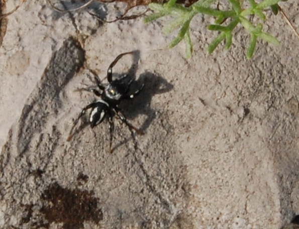 Heliophanus melinus